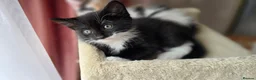 Mixed Breed cats for sale: Beautiful 9 Week Old Mixed Breed Kittens Ready Now - Advert 10