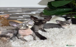 Devon Rex cats for sale: Devon Rex Kittens  - Image 3