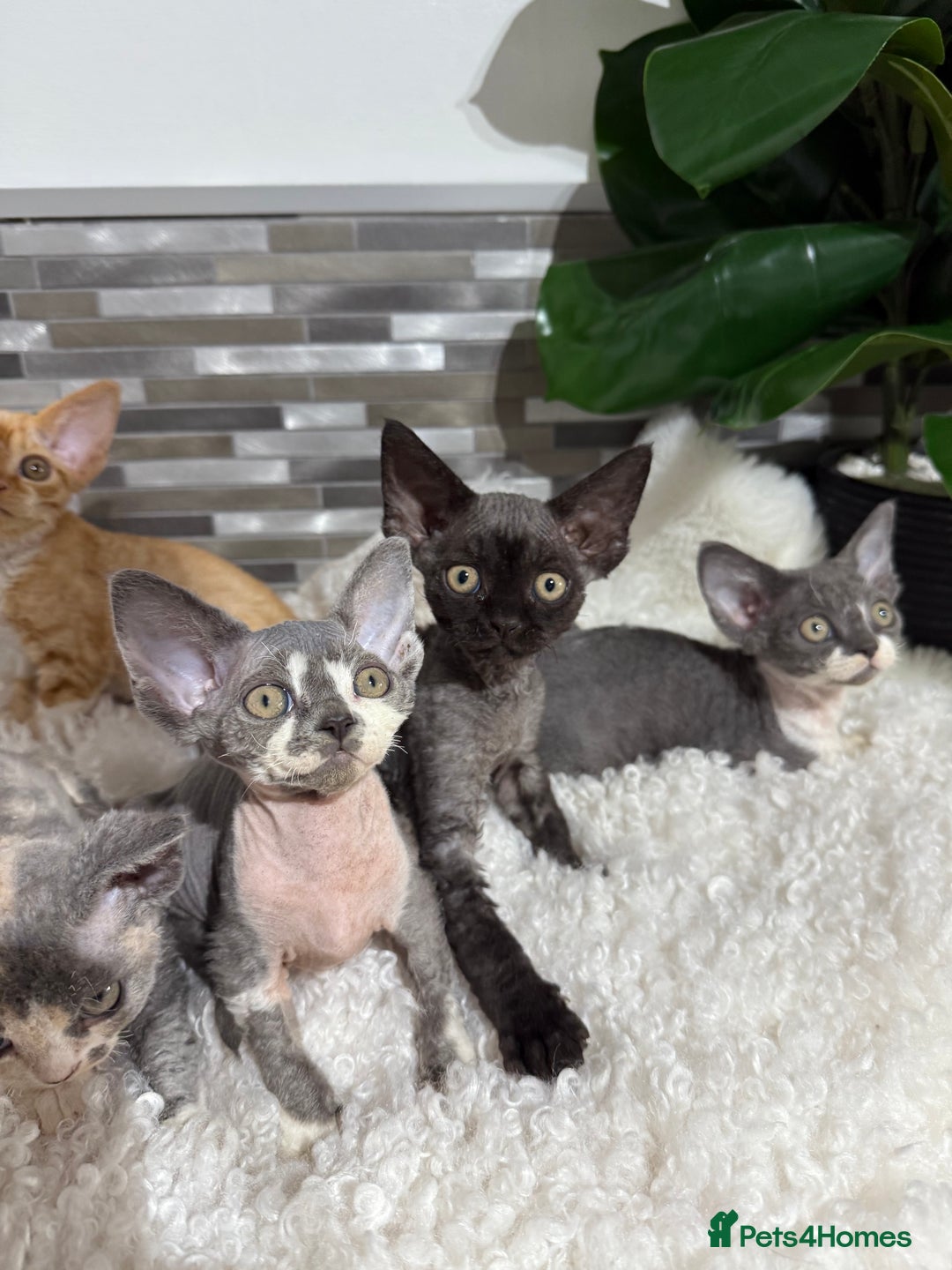 Devon Rex cats for sale: Devon Rex Kittens  - Image 3