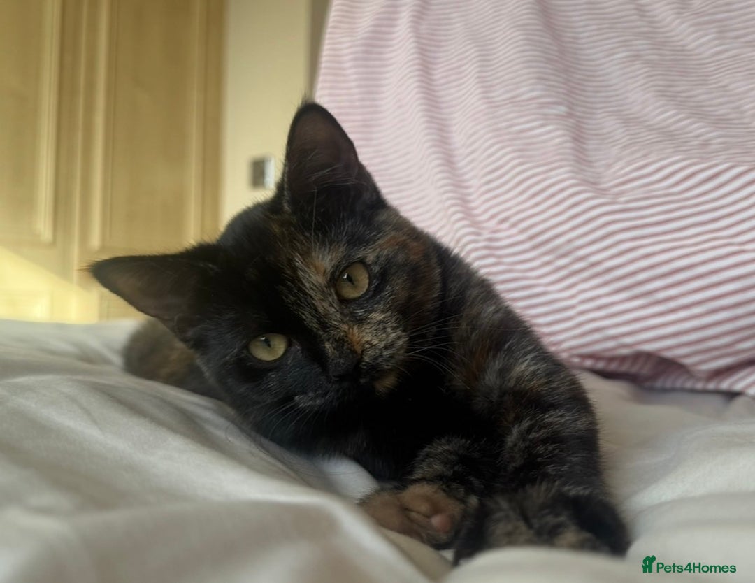 Mixed Breed cats for sale: Mixed, tortoise shell, ragdoll kittens - Advert 8