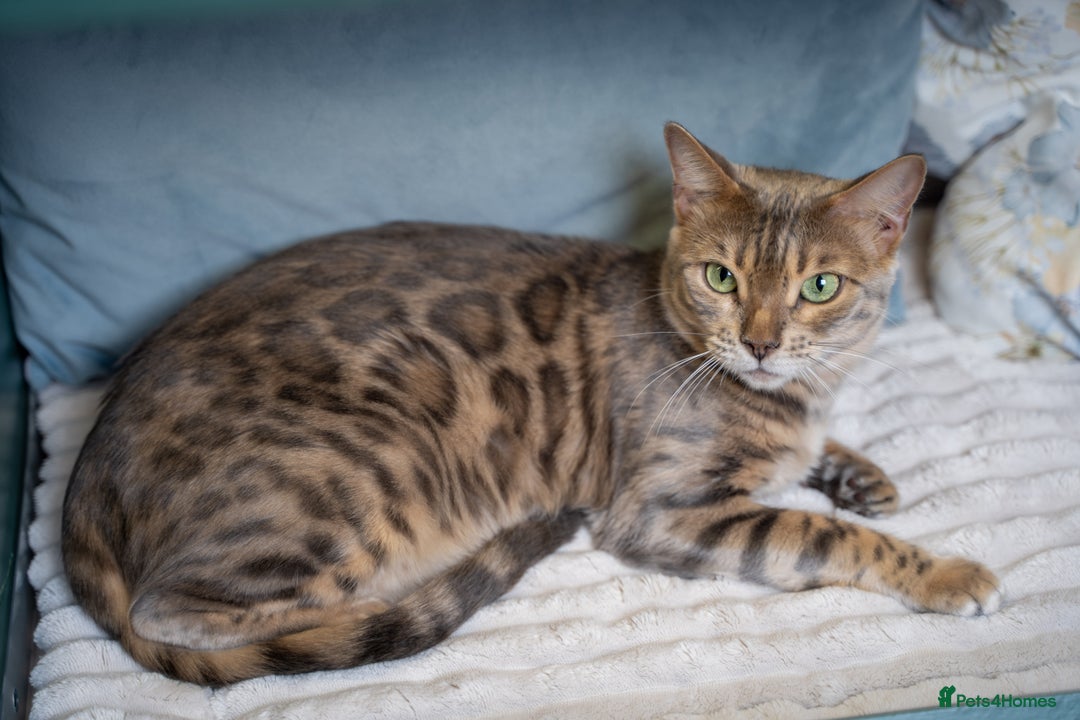 Bengal cats for sale: 3 Snow Bengal Boys-Gorgeous-TICA-Ready in November - Image 19