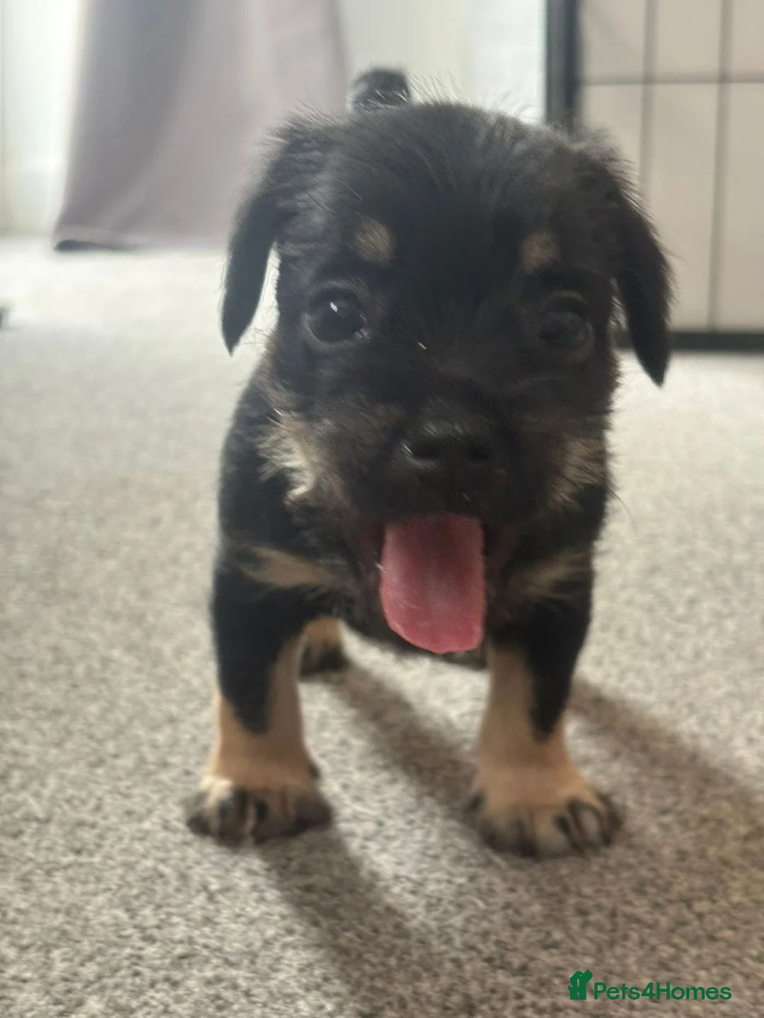 Mixed Breed dogs for sale: REDUCED** READY TO GO** - Advert 31
