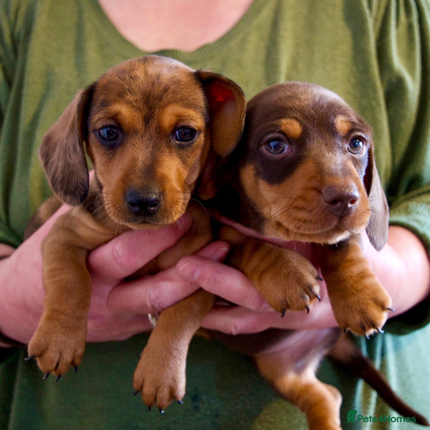 Miniature Dachshund dogs 2 LEFT - KC Reg Miniature Dachshund   - Advert 1