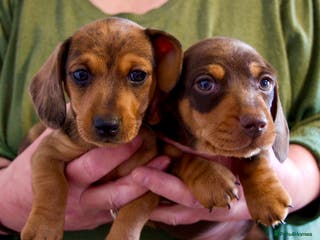 Miniature Dachshund dogs 2 LEFT - KC Reg Miniature Dachshund - Advert 1