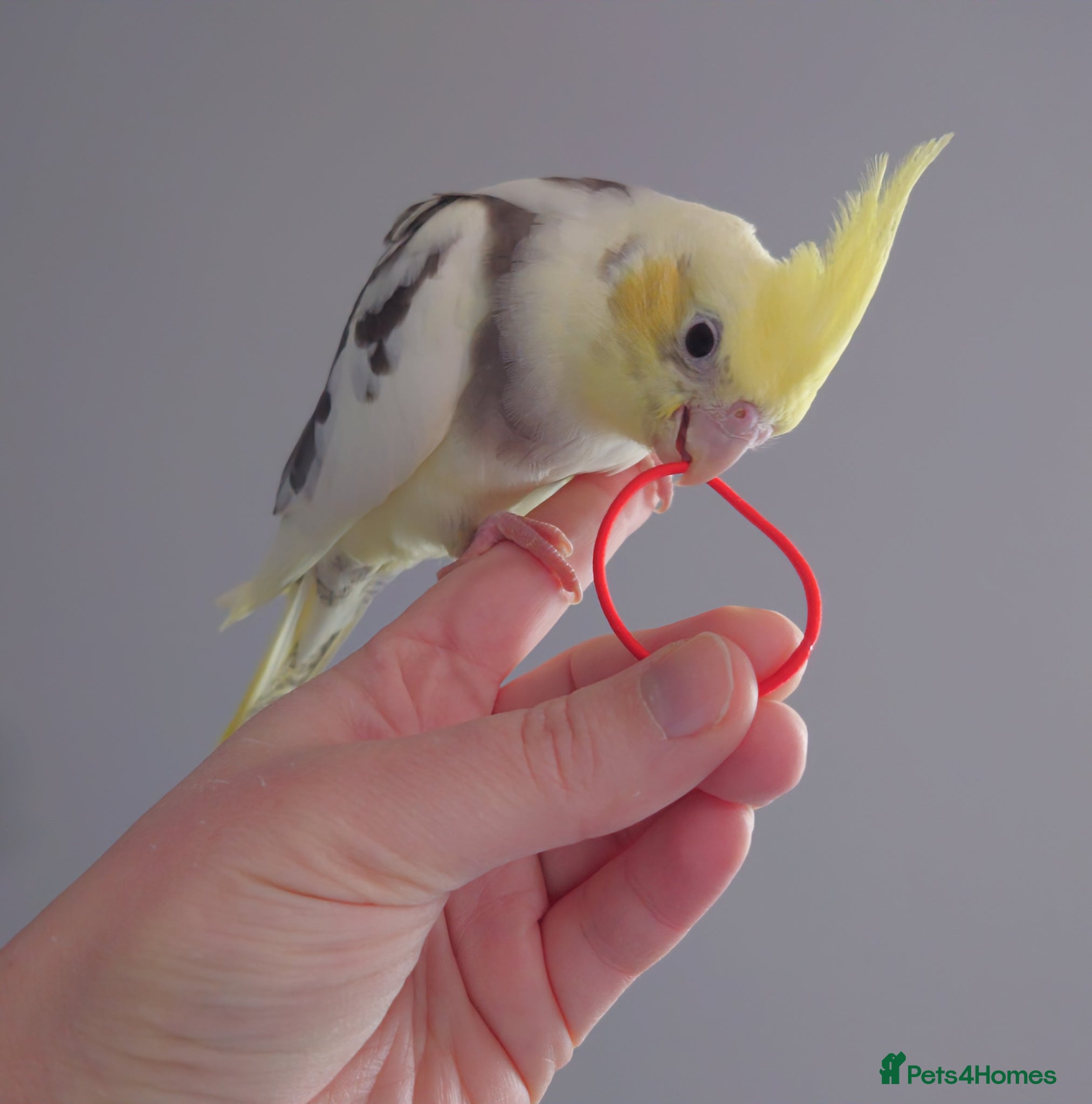 Cockatiels birds Hand reread silly tame DNA sexed baby cockatiels  - Advert 3