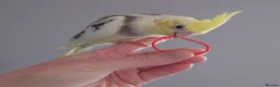 Cockatiels birds for sale: Hand reread silly tame DNA sexed baby cockatiels  - Advert 20