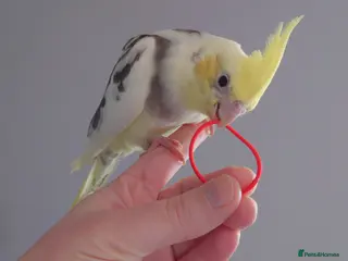 Cockatiels birds Hand reread silly tame DNA sexed baby cockatiels - Advert 3