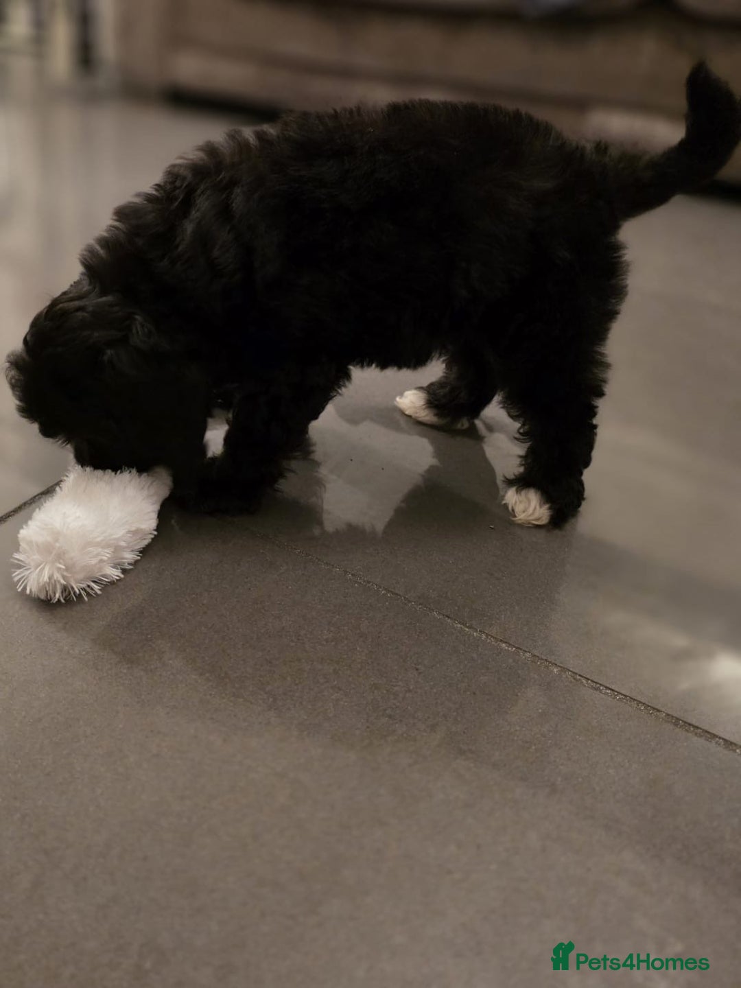 Cavapoo dogs for sale: TOY CAVAPOO BOY - Advert 10