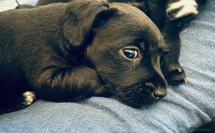 Patterdale Terrier dogs - Advert 1