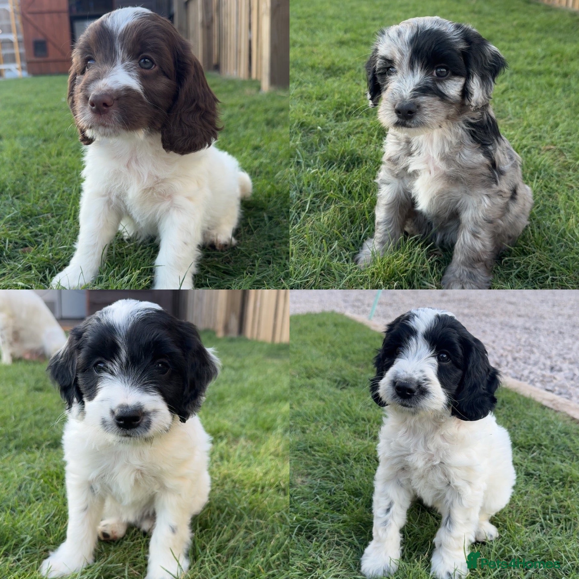 Sproodle dogs Rare Merle Sroodles  - Advert 17