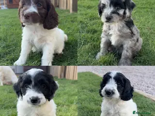 Sproodle dogs Rare Merle Sroodles - Advert 17
