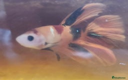 Bettas fish for sale: Betta fish for sale  - Image 6