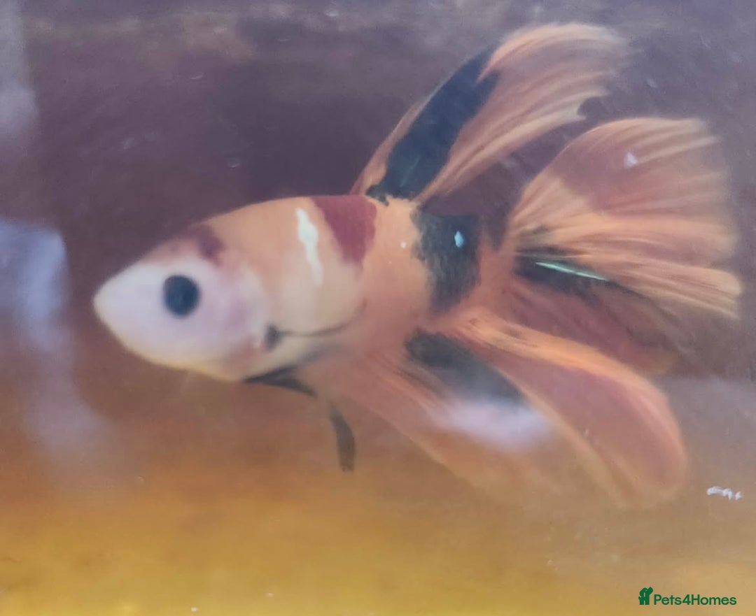 Bettas fish for sale: Betta fish for sale  - Image 6