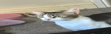 Domestic Shorthair 1