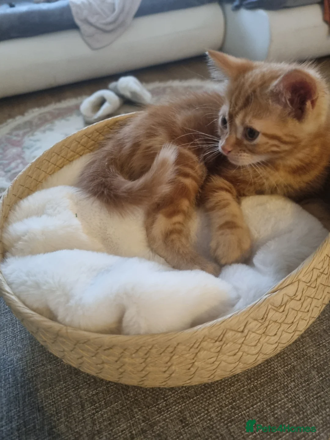 Mixed Breed cats for sale: kittens - Advert 1