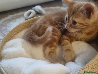 Mixed Breed cats kittens - Advert 1