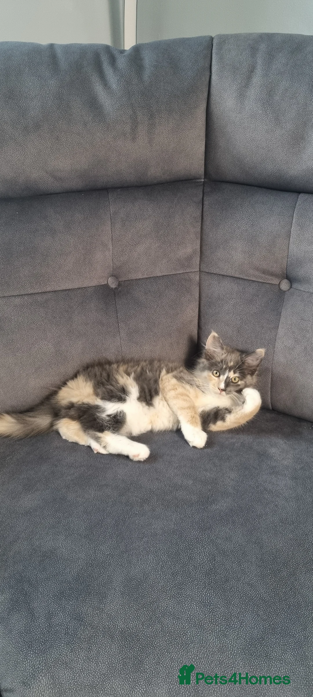 Mixed Breed cats for sale: Fluffy little girls - Advert 2