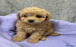 Cavapoo dogs for sale: F1 caverpoo puppies  - Image 6