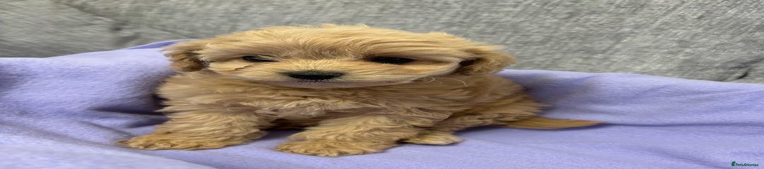 Cavapoo Puppy 3