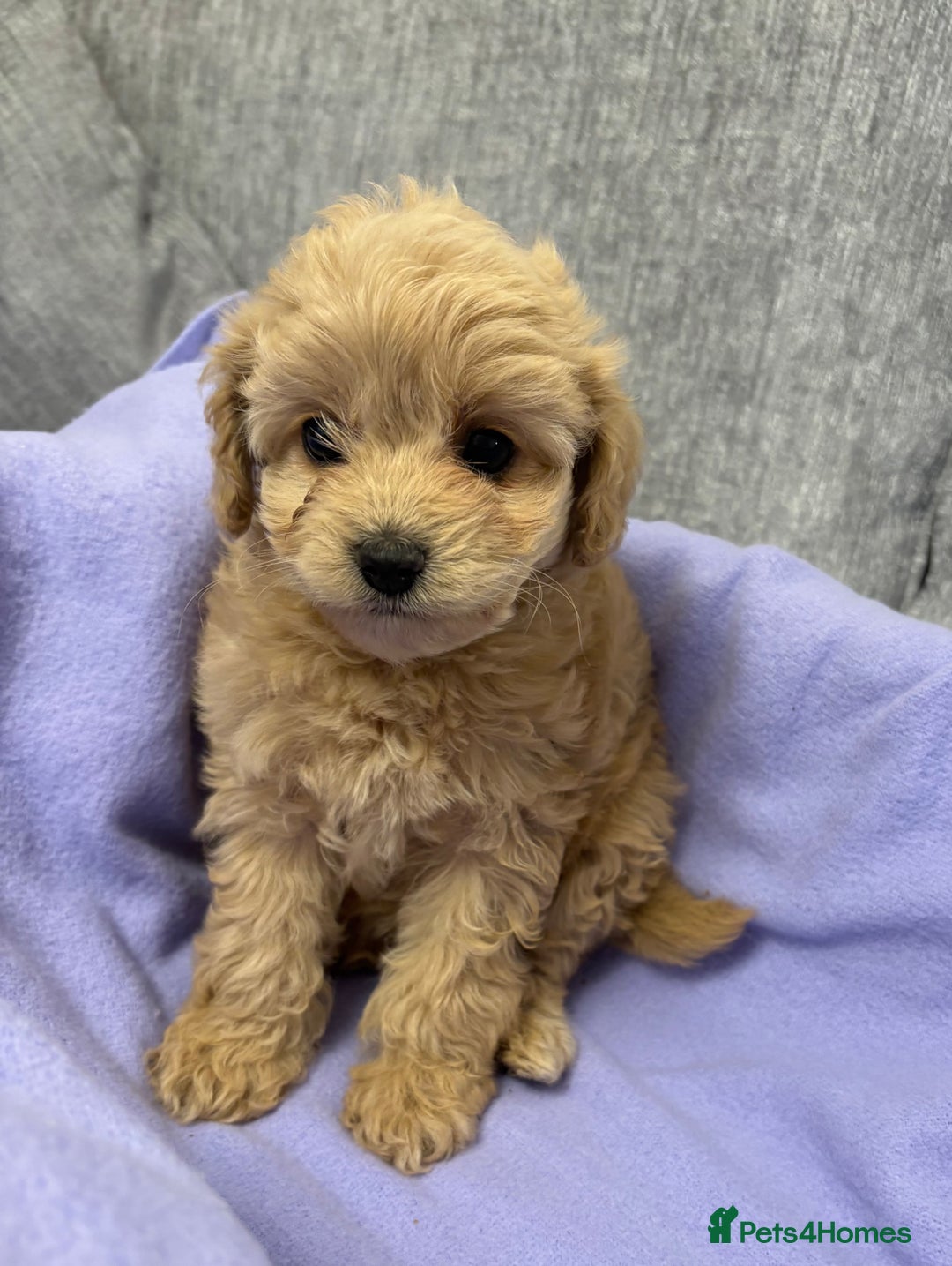 Cavapoo dogs for sale: F1 caverpoo puppies  - Image 6