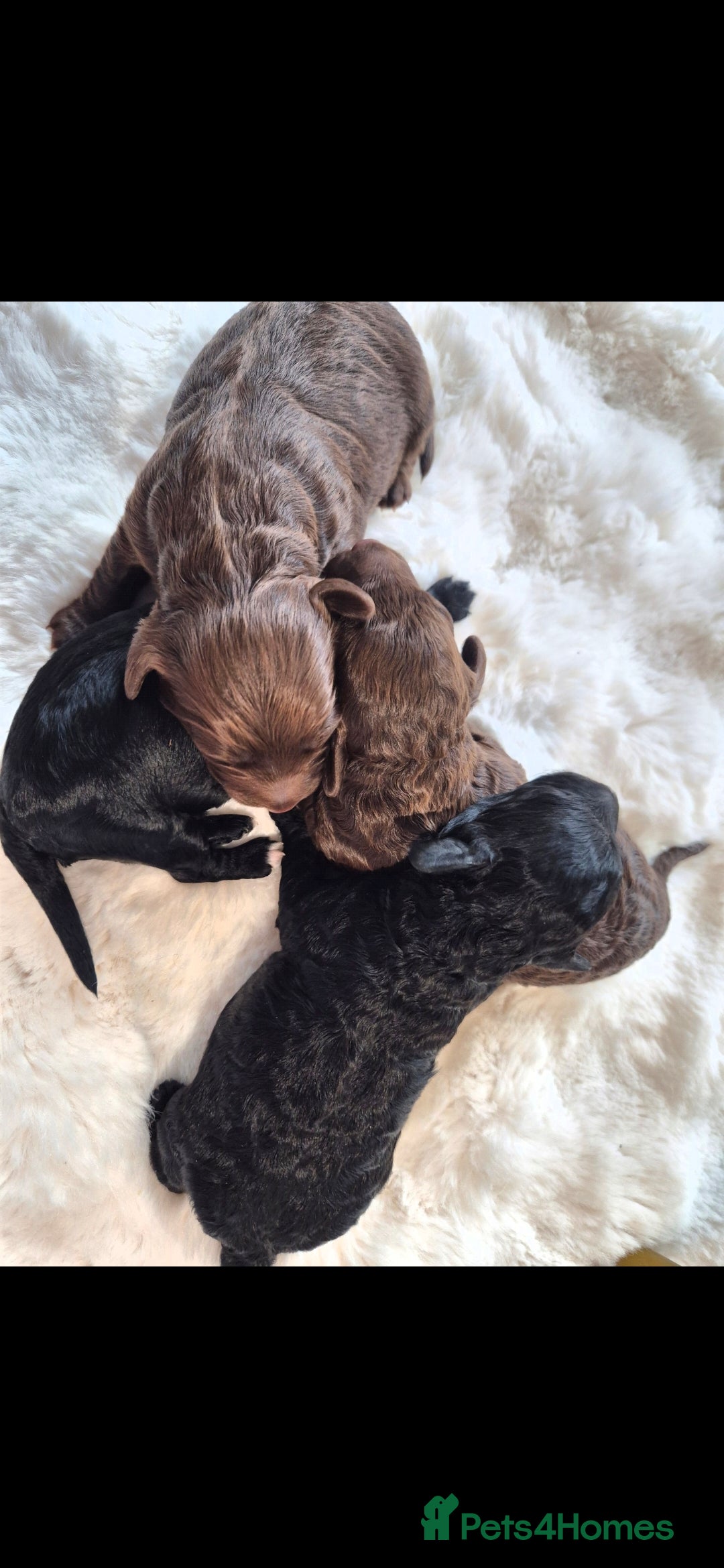 Cavapoo dogs for sale: Cavapoo puppys - Advert 5