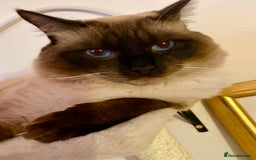 Ragdoll cats for stud: Fabulous Ragdoll for Stud  - Advert 3