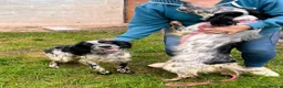 English Setter dogs for adoption: Kira  in Frinton-on-Sea - Advert 1