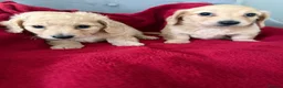 Dachshund dogs for sale: Full cream long haired miniature dachshund puppies - Advert 3