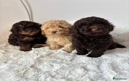 Cavapoo dogs for sale: 1 Chocolate Cavapoo left‼️ - Image 7