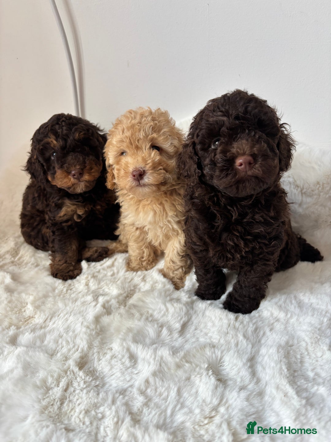 Cavapoo dogs for sale: 1 Chocolate Cavapoo left‼️ - Image 7