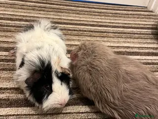 Guinea Pig rodents Two beautiful male guinea pigs to rehome - Advert 1