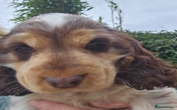 Cocker Spaniel dogs for sale: Sable Show Cocker spaniel Puppies ready now - Image 4