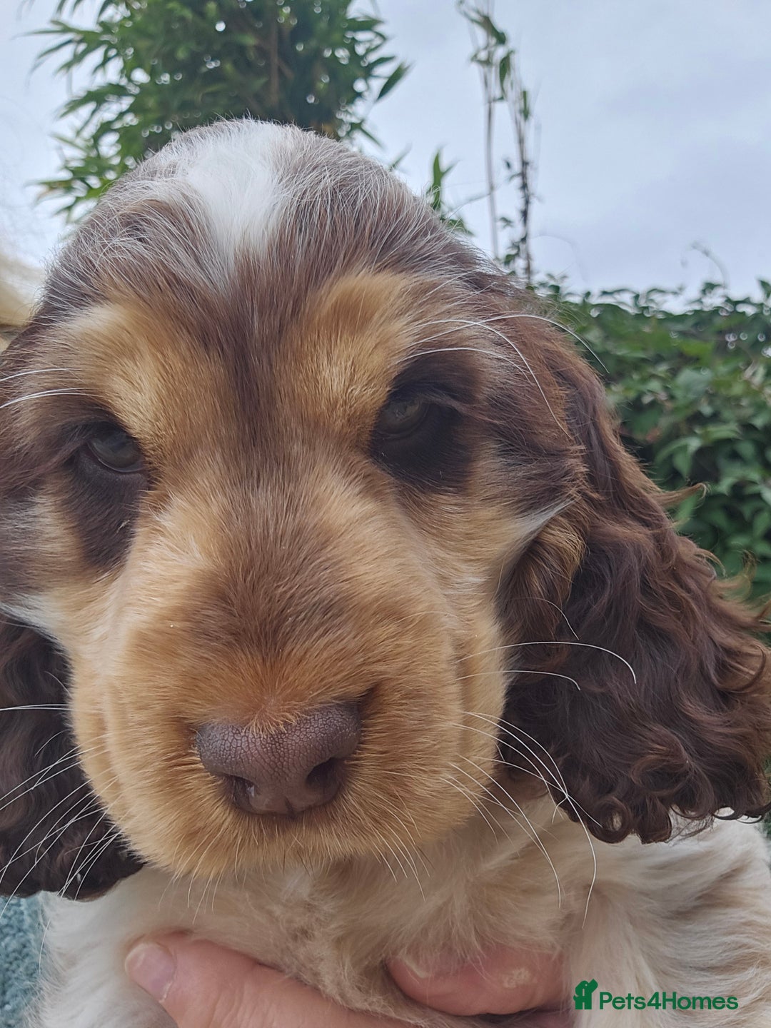 Cocker Spaniel dogs for sale: Sable Show Cocker spaniel Puppies ready now - Image 4