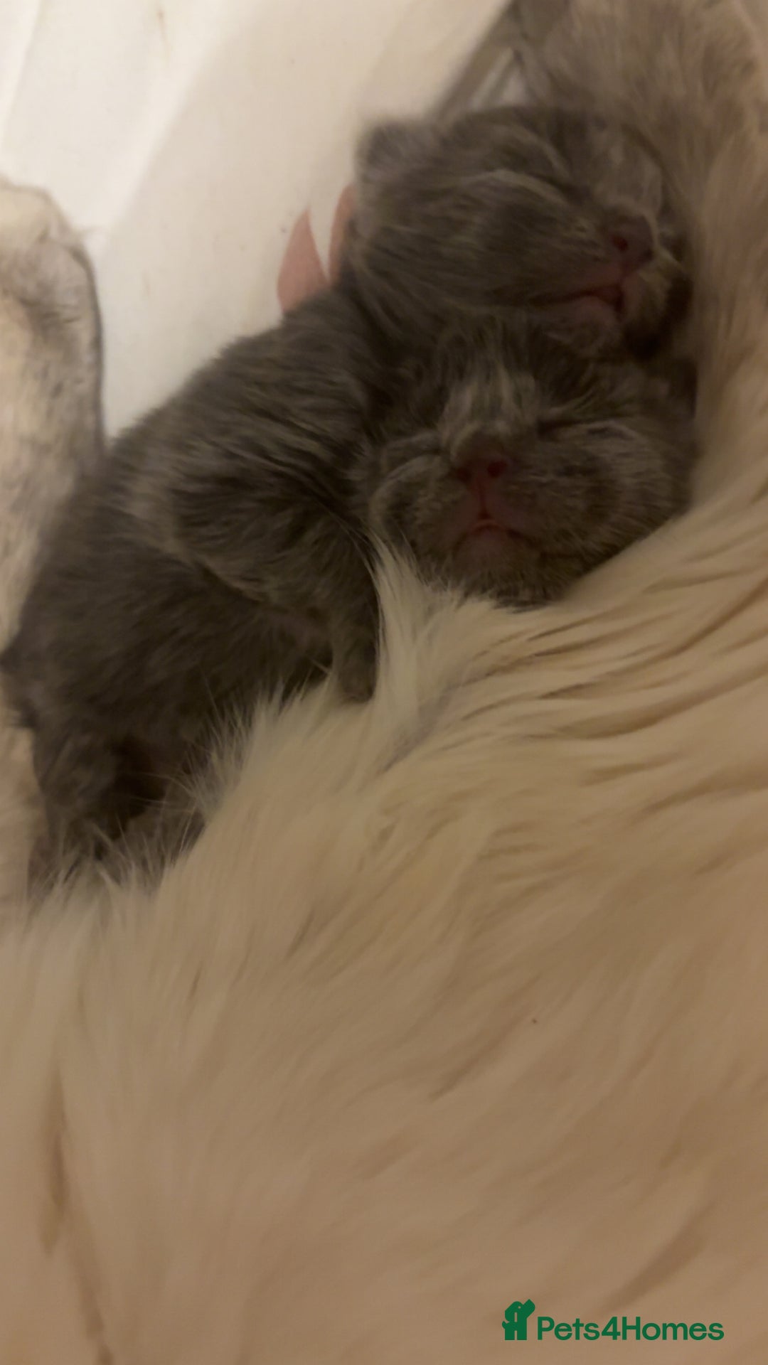 Mixed Breed cats for sale: Rag doll kittens - Advert 5