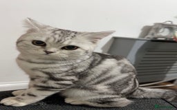 British Shorthair cats for sale: British short hair female xl - Image 10