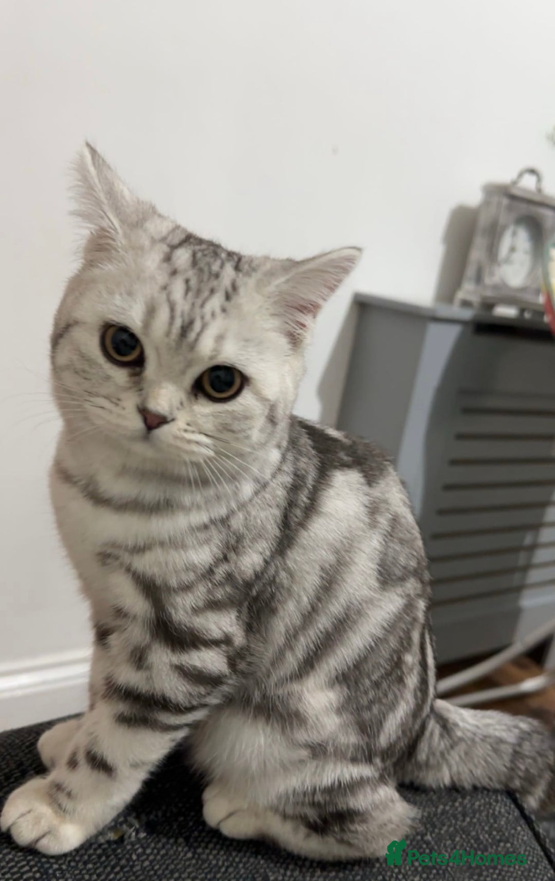 British Shorthair cats for sale: British short hair female xl - Image 10