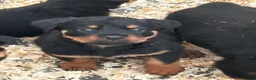Rottweiler dogs for sale: Stunning puppies ready now  - Advert 3
