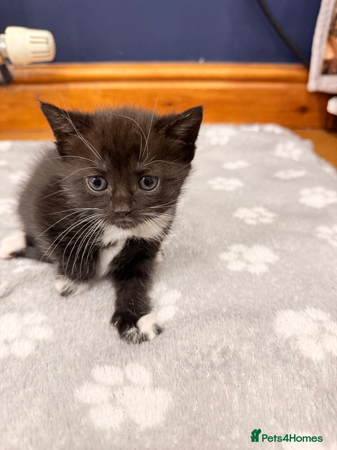 Mixed Breed cats for sale: 4 Kittens for Sale in Cam & Dursley - Advert 10