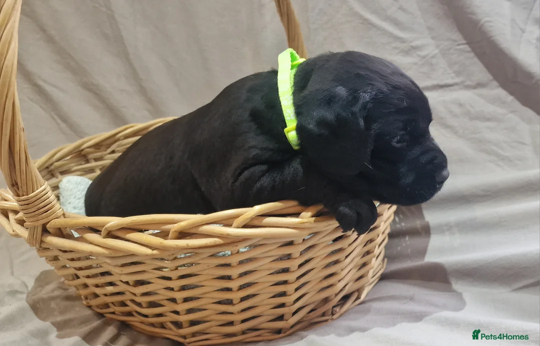 Labrador Retriever dogs for sale: Stunning KC Labrador Pups, Health tested parents  - Advert 26