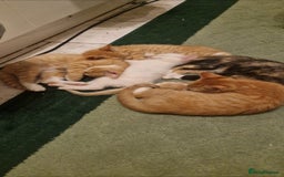 Mixed Breed cats for sale: 4 little kittens ( 3 ginger males+1 calico girl) - Image 7