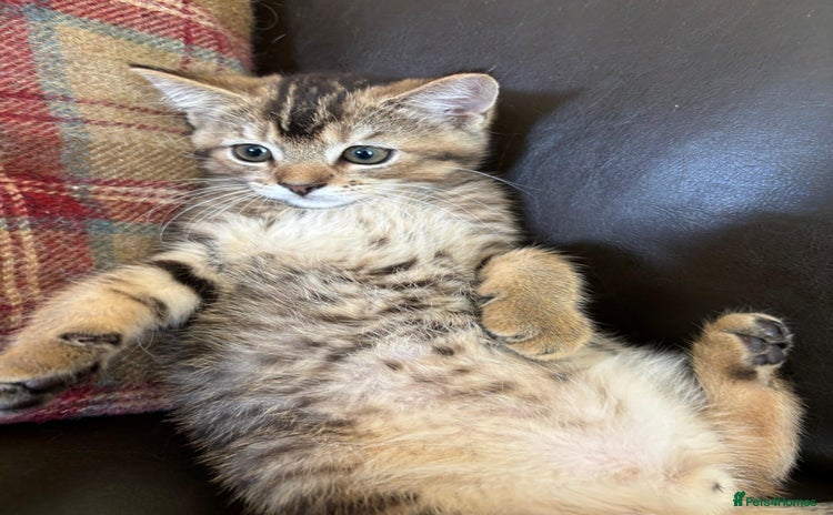 Mixed Breed cats in St Albans - Advert 4