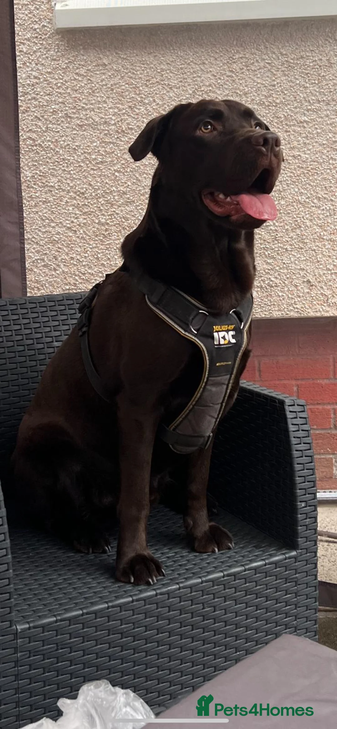 Labrador Retriever dogs for stud: Chocolate lablador retriever  in Glasgow - Advert 1
