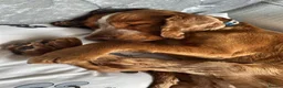 Cocker Spaniel dogs for stud: Cocker Spaniel Stud Available  in Dungannon - Advert 3