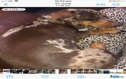 Miniature Dachshund dogs for sale: Beautiful Girl - Image 2