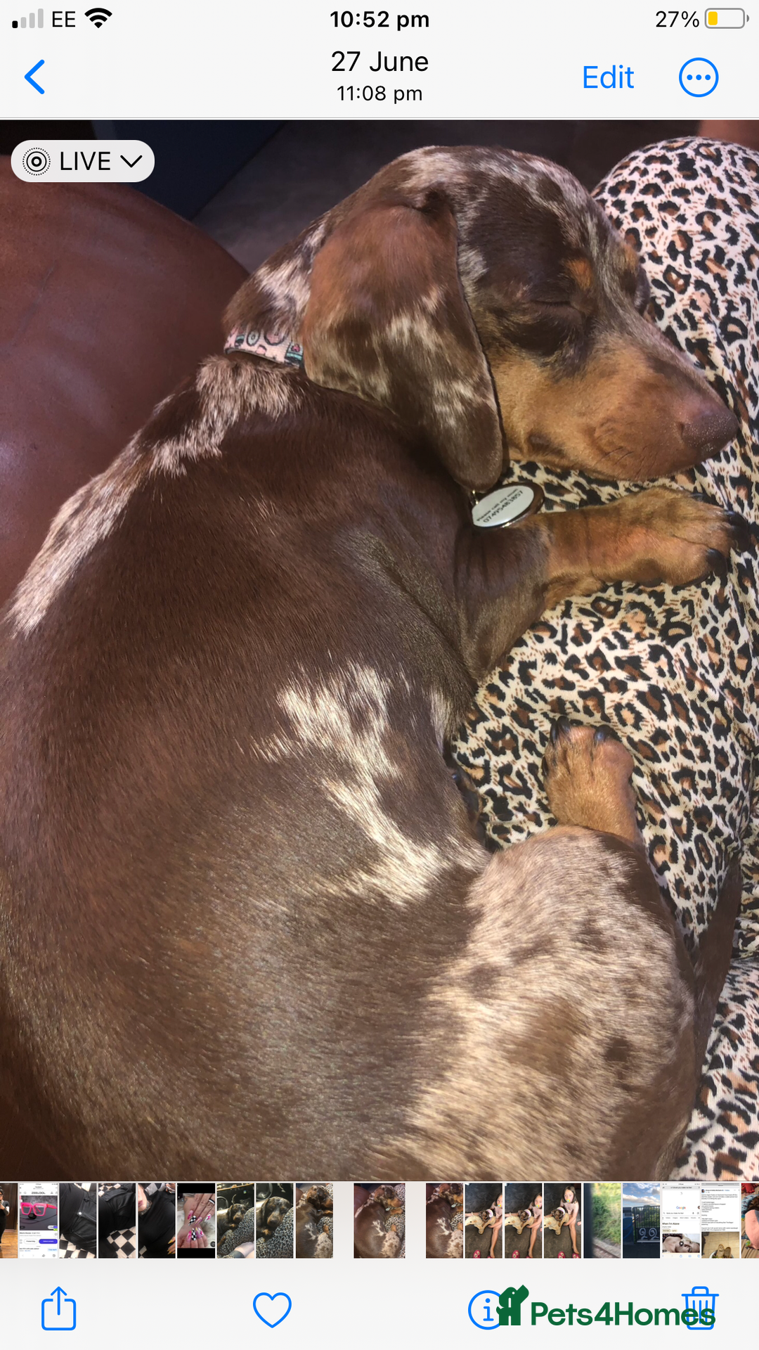 Miniature Dachshund dogs for sale: Beautiful Girl - Image 2