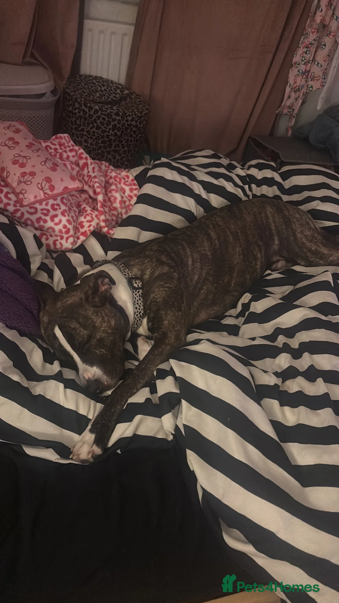 Mixed Breed dogs for sale: Cane corso x staffy in Walton-on-Thames - Advert 5