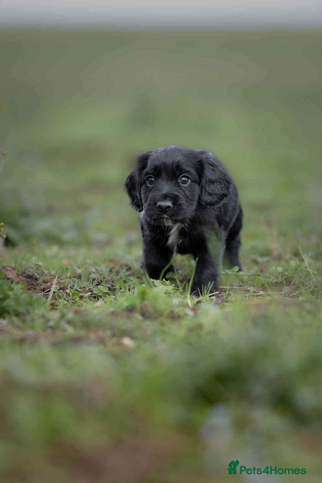Cocker Spaniel dogs for sale: Litter of beautiful KC registered working cockers - Image 12