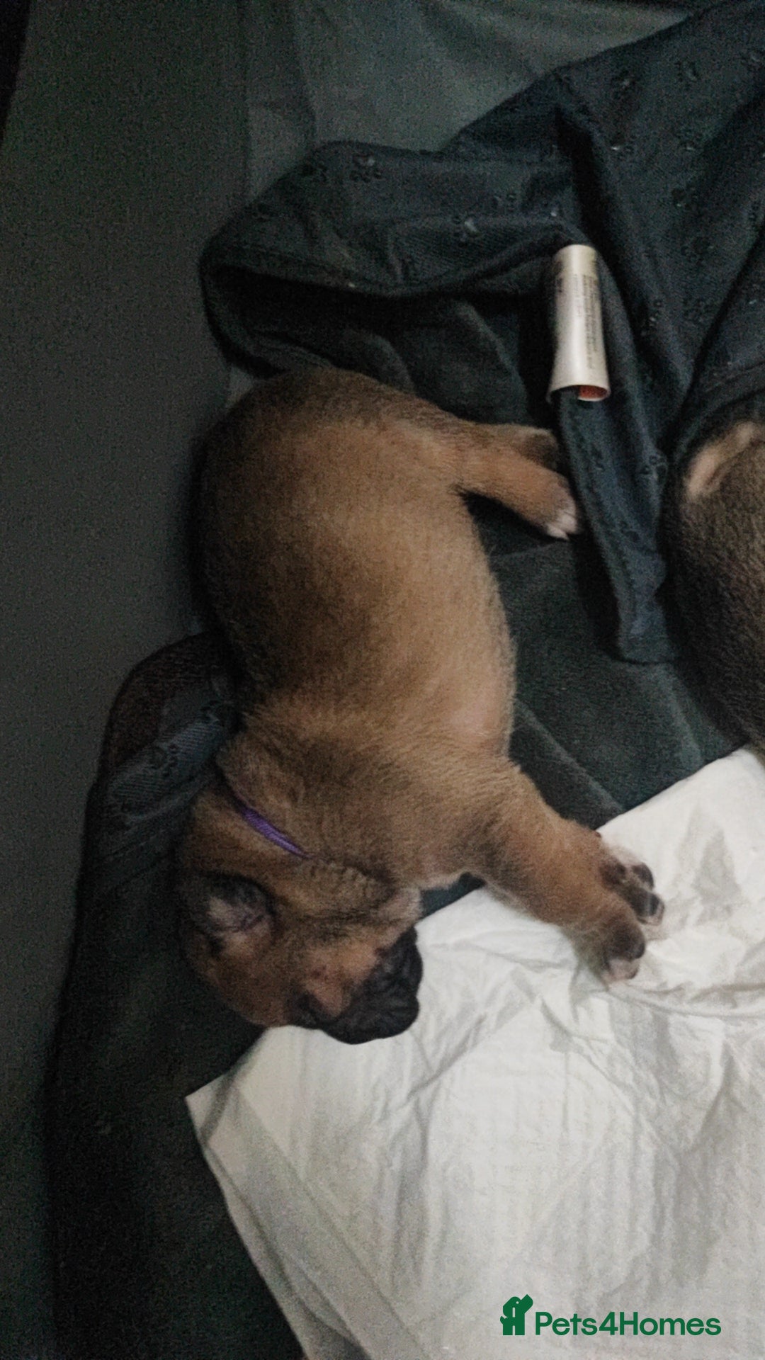 Mixed Breed dogs for sale: Dogue de bordeaux/ presa canario - Advert 6