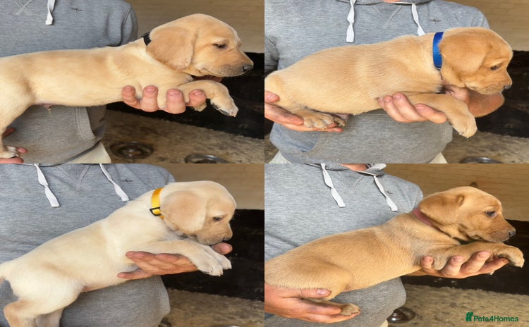 Labrador Retriever dogs - Advert 2