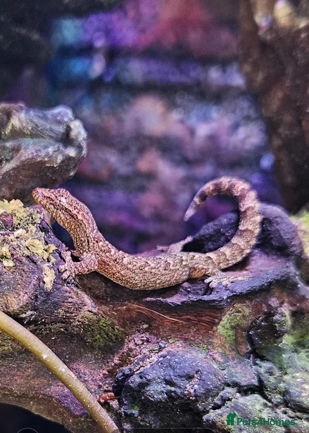 Gecko reptiles for sale: MOURNING GECKOS  - Advert 1